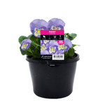 170mm Pansy Vanilla Sky - Viola x wittrockiana