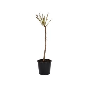 Plant Pear Garden Belle