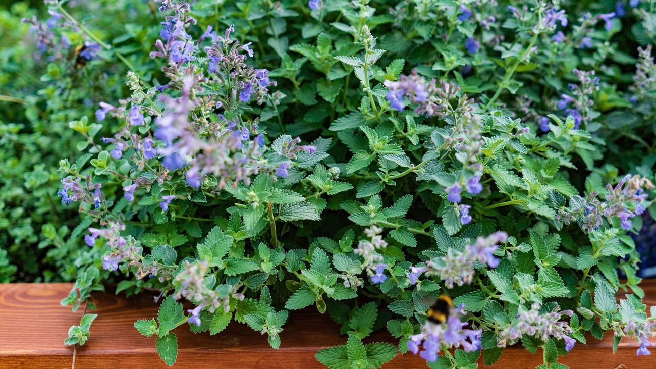 Close up image of purple flowers and green leaves on a catnip bush