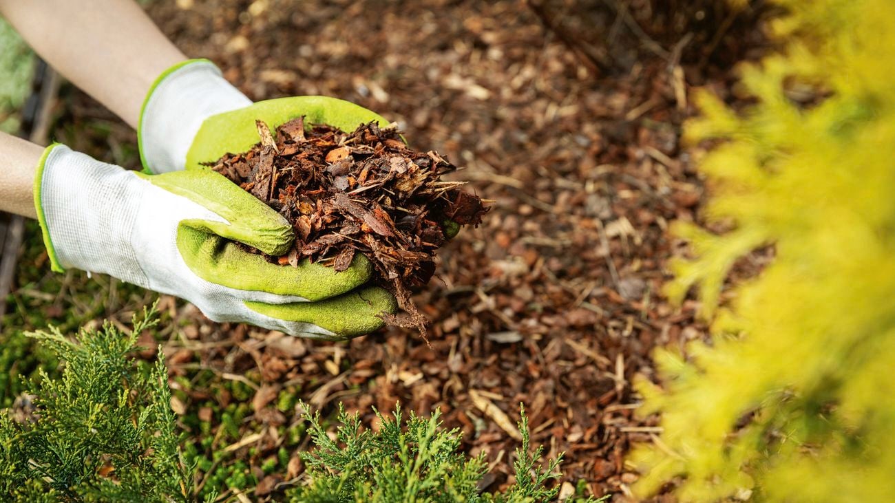 A person wearing green and white gardening gloves holds a handful of brown mulch