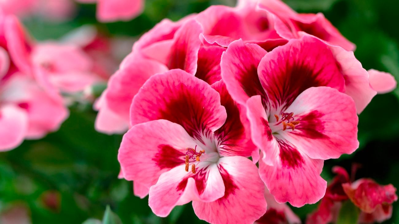 Flowering Geranium