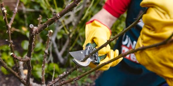 A person wearing gardening gloves prunes a thorny plant.