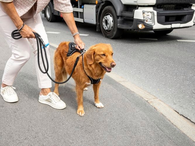 dog being walked in the street with black lead and harness