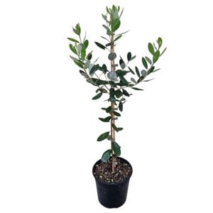 4L Pineapple Guava - Feijoa Triumph