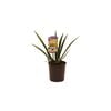 140mm Kangaroo Paw Landscape Gold - Anigozanthos hybrid