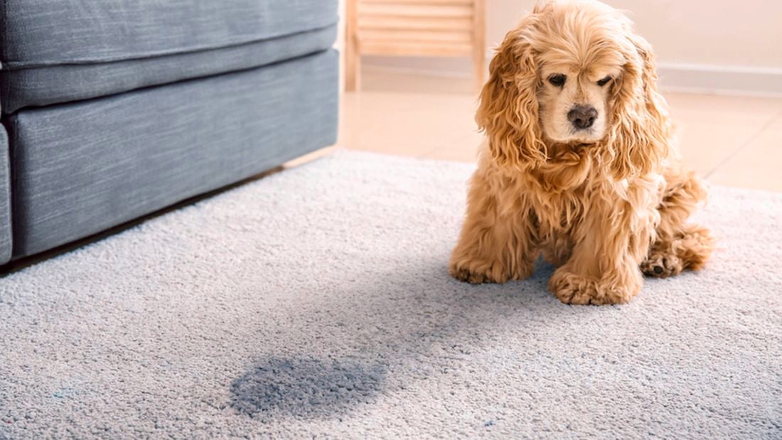 Dog sitting next to stained carpet.