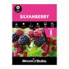 Bloomin' Bulbs Silvanberry - 1 Pack