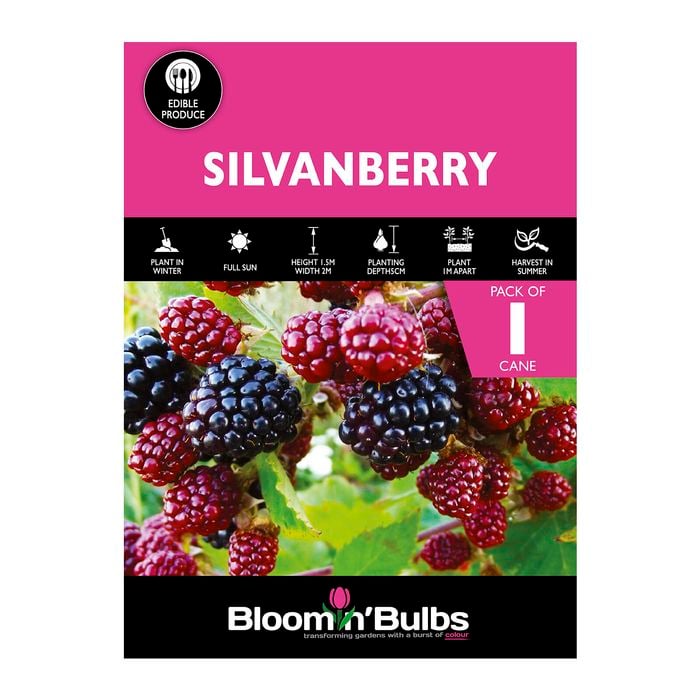 Bloomin' Bulbs Silvanberry - 1 Pack