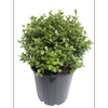 2.4L Pittosporum Golfball - Pittosporum tenuifolium
