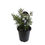 3.5L Hebe Lavender Lace - Veronica parviflora Lavender