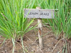 wide shot of lemongrass with a sign