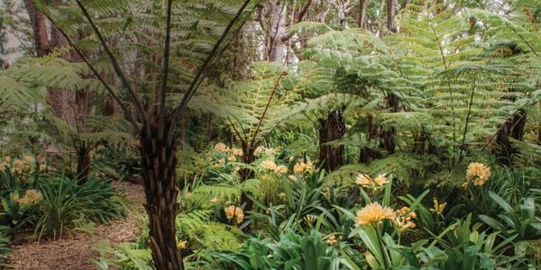 A garden with varying types of plants