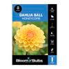 Bloomin Bulbs Dahlia Honeycomb 1 Pack