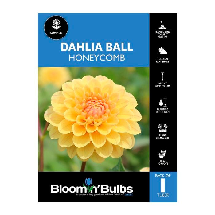 Bloomin Bulbs Dahlia Honeycomb 1 Pack