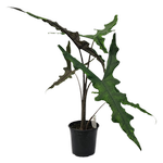 170mm Alocasia Tandusetan - Alocasia Sabrina