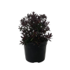2L Hebe Turkish Delight - Hebe hybrid