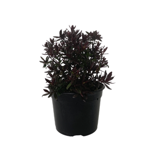 2L Hebe Turkish Delight - Hebe hybrid