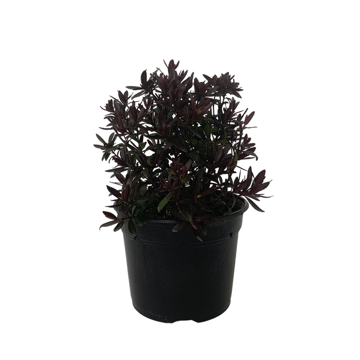 2L Hebe Turkish Delight - Hebe hybrid