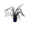 2L Flax - Phormium platts Black