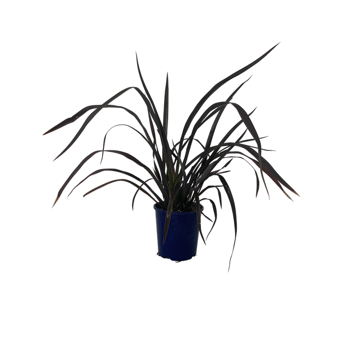 2L Flax - Phormium platts Black
