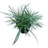 1.3L Planiscarpus Mondo Grass - Ophiopogon Planiscarpus 