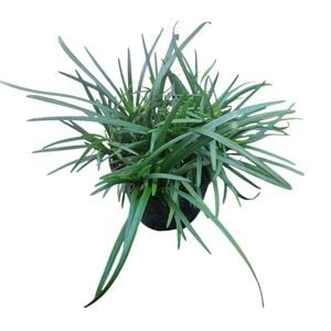 1.3L Planiscarpus Mondo Grass - Ophiopogon Planiscarpus 