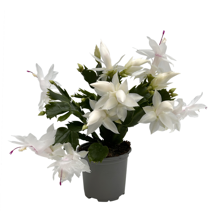 105mm Zygocactus - Schlumbergera Assorted