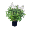 200mm Plectranthus Mona White - Plectranthus
