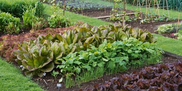 Outdoor garden beds with assorted vegetable