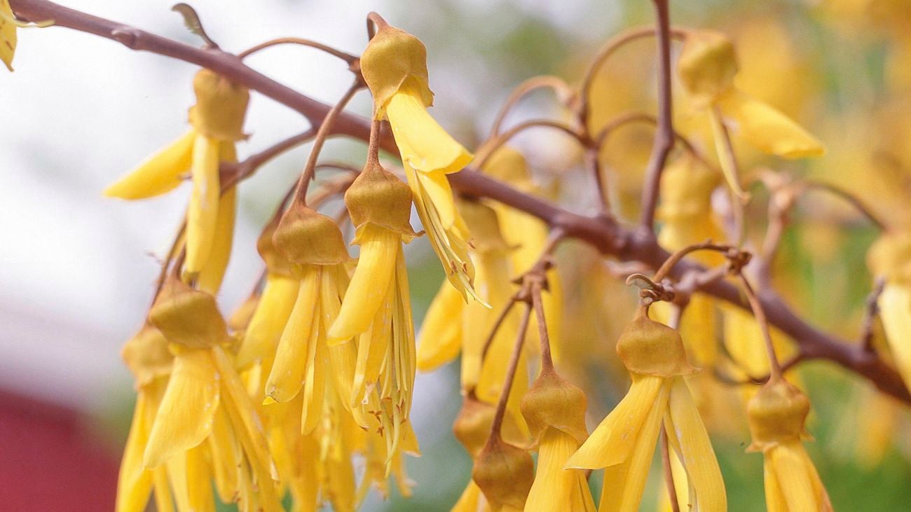 Close up shot of yellow flowers on a tree branch in front of blue sky