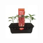 Punnet Chilli Cayenne Red Hot - Grow Your Own Range