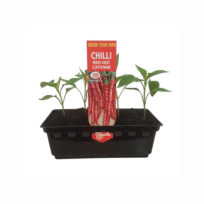 Punnet Chilli Cayenne Red Hot - Grow Your Own Range