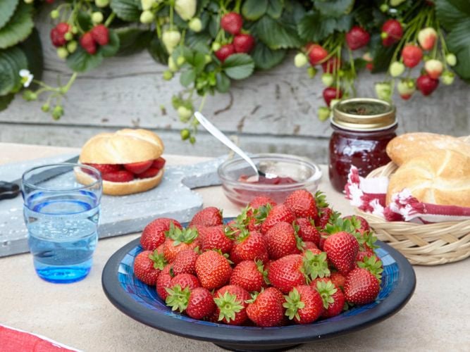 Strawberries are very productive and will produce sweet, tasty fruit all season long.