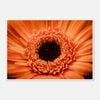 Galrie Stunning Close-Up of a Red Flower - Fine Art Photography, Poster Only, A3 30 x 42cm (12 x 16inch)