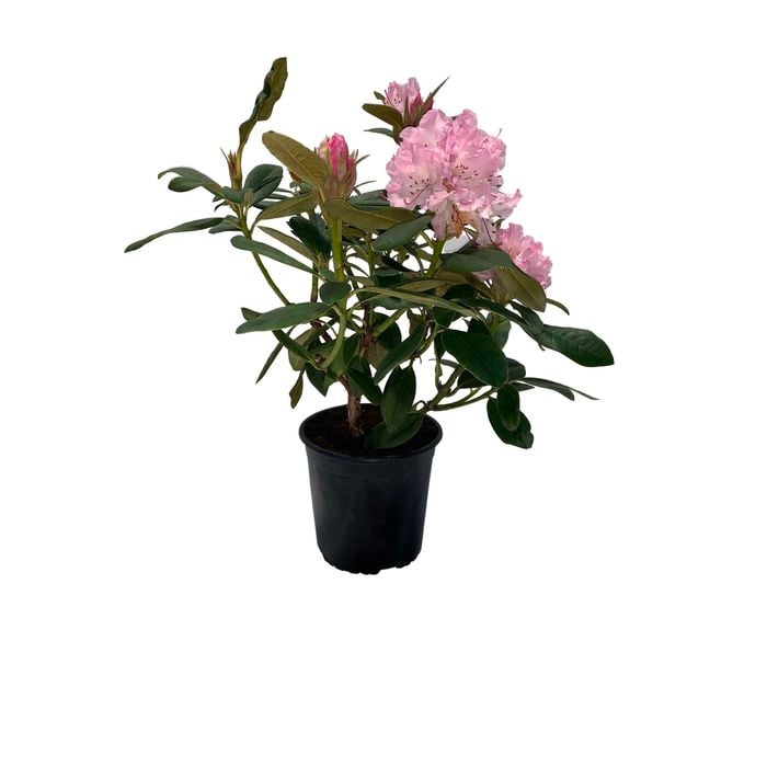 2.5L Rhododendron - Genus rhododendron