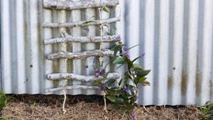 Corrugated iron shed with branch hanging climber attached