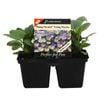 4 Cell Pansy Plentifall Morpho - Viola x Wittrockiana