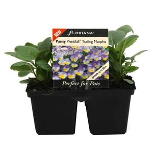 4 Cell Pansy Plentifall Morpho - Viola x Wittrockiana