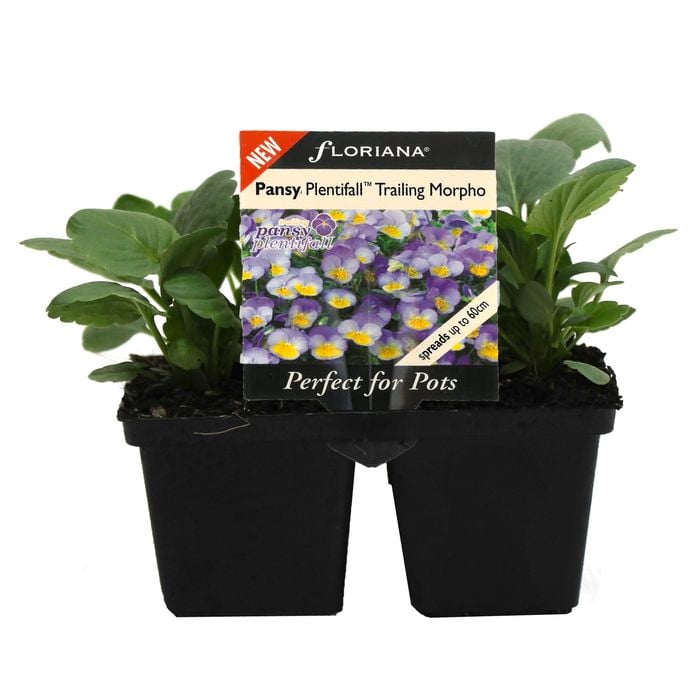 4 Cell Pansy Plentifall Morpho - Viola x Wittrockiana