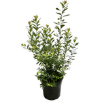 250mm Sunshine Blue Blueberry - Vaccinium corymbosum