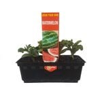 Punnet Watermelon - Citrullus lanatus - Grow Your Own Range