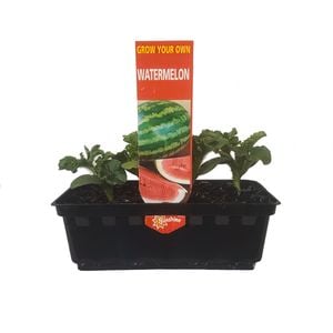 Punnet Watermelon - Citrullus lanatus - Grow Your Own Range