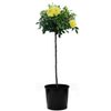 30cm Gold Carpet Rose - Rosa noaschnee