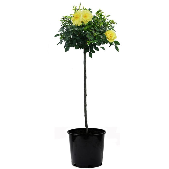 30cm Gold Carpet Rose - Rosa noaschnee