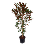 10L Magnolia Kay Parris