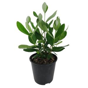 1.9L Feijoa - Feijoa sellowiana