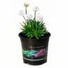 140mm Dreameria Dream Clouds - Armeria pseudarmeria