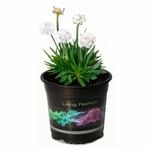 140mm Dreameria Dream Clouds - Armeria pseudarmeria
