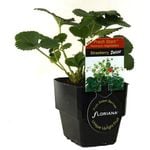 Fruiting Plants