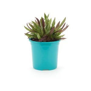 105mm Bright and Easy - Aeonium Cornish Tribute
